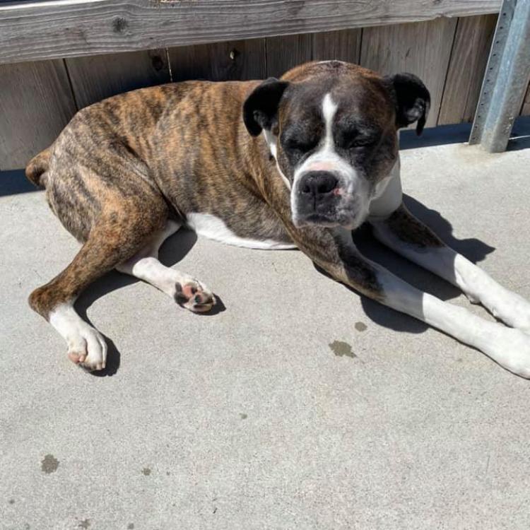 Indian Hills Animal Clinics Wichita, KS